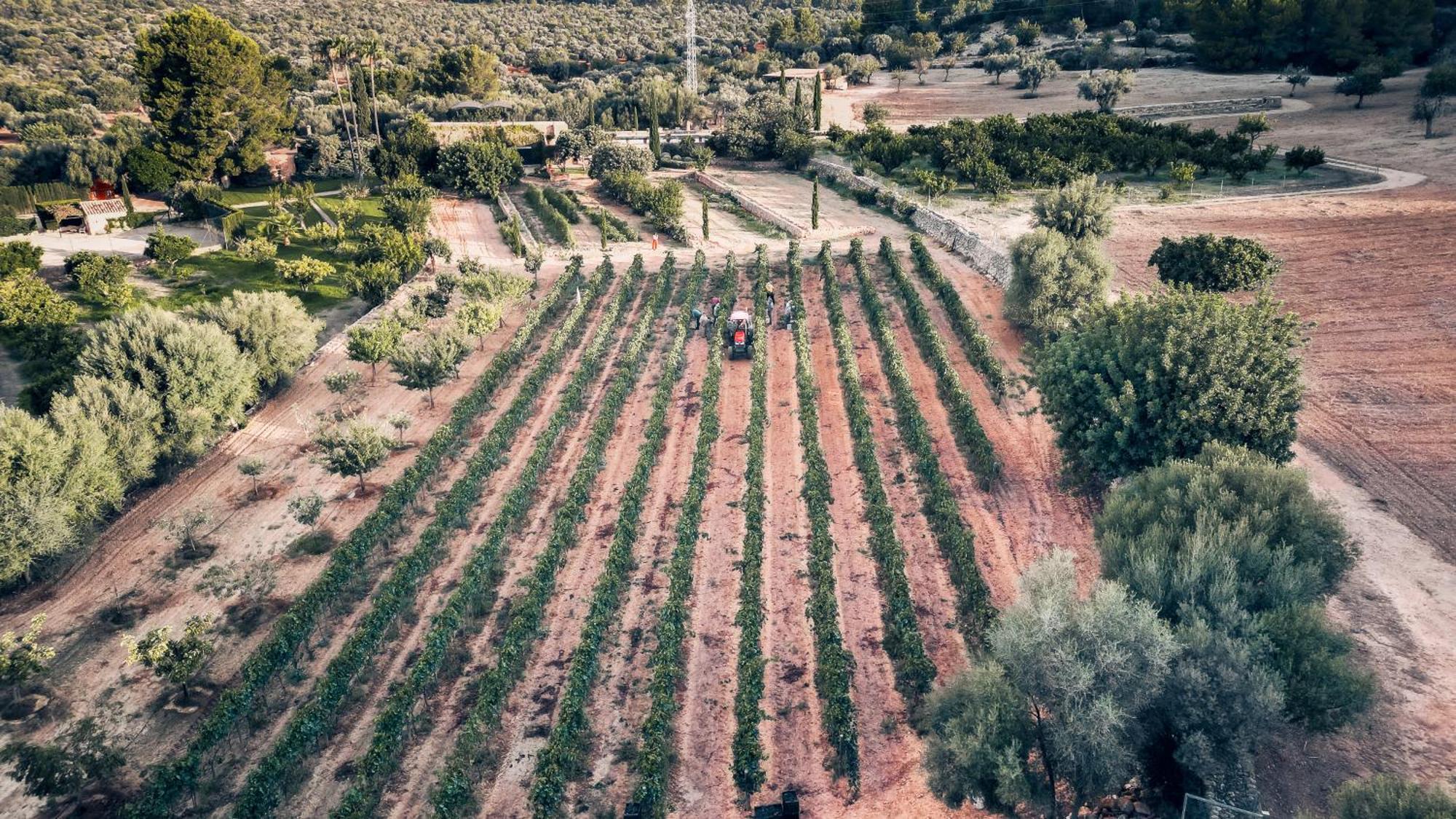 Finca Es Cabas Hotel Santa Maria del Cami  Buitenkant foto